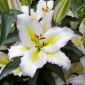 Lirio 'Primrose Hill' - oriental, fragante