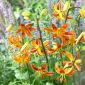 Türkenbund-Lilie, Lilium martagon 'Sunny Morning'