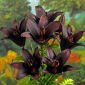 Lilja 'Landini' - 1 st