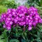 Phlox (Phlox) - 'Uspech' - 1 pc.