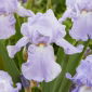 Baardiris 'Blue Sapphire' - 1 plant