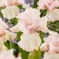 Baardiris 'Cherished' - 1 plant