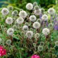 Great Globe Thistle (Echinops sphaerocephalus) 'Arctic Glow' - White