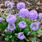 Primevère (Primula denticulata) - bleu - plantule