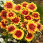 Gaillardia, Kokardenblume 'Kobold' - Setzling