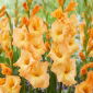 Gladiolus 'Arcadia' - 5 pcs.
