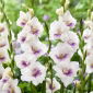 Gladiolus 'Aviol' - 5 st