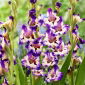 Gladiole „Circus Color” - 5 unități