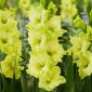 Gladiolus 'Kio' - 5 pcs.