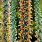 Rozsdás gyűszűvirág (Digitalis ferruginea) 'Gelber Herold' - 1 db.