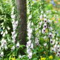 Vingerhoedskruid (Digitalis purpurea) 'Pam's Choice' - 1 plant