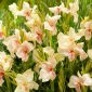 Kánna, Canna 'Fantasy' - 1 db.