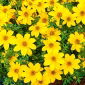 Biji Bur Marigold - Bidens aurea - 160 biji - benih