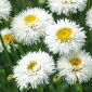 Jätteprästkrage - Crazy Daisy - Chrysanthemum leucanthemum - Snövit elegans, idealisk för buketter - Färska frön