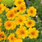 Dwarf Coreopsis - Coreopsis tinctoria - Compact Sun-Lovers, Blooms June to October - Fresh Seeds