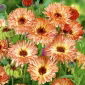 Ringblomma - Sunset Buff - Calendula officinalis - Aprikosnyanser, halvdubbel skönhet - Färska frön