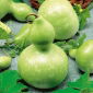 Hạt giống bầu chim - Lagenaria siceraria - 7 hạt