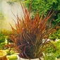 Ornamental Ris Svart Madras frön - Oryza Sativa - Oryza sativa ‘Black Madras'