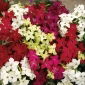 Okrasná tabaková ruleta F2 Mix semien - Nicotiana x sanderae - 3000 semien