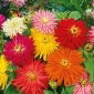 Cactus zinnia - mezcla de semillas - 120 semillas - Zinnia elegans cactaflora