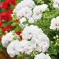 Biele pelargónia  semená - Pelargonium - 11 semien - Pelargonium L'Hér.