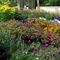 Smog-absorbing plant mix - Clear the air - 1 kg - Fresh Seeds