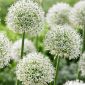 Allium Mont Blanc - ampul / yumru / kök