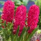 Kerti jácint - Jan Bos - csomag 3 darab - Hyacinthus orientalis