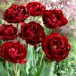 Tulipán Uncle Tom - csomag 5 darab - Tulipa Uncle Tom