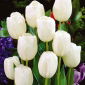 Tulipa White Dream - 튤립 White Dream - 5 알뿌리