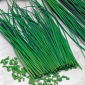 Chives 'Prazska' tohumları - Allium schoenoprasum - 1700 tohumlar - Allium schoenoprasum L.