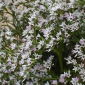 Statice TataricumSamen - Limonium tataricum - 100 Samen 