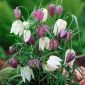 Fritillaria meleagris mix - Snake's Head Fritillary mix - 5 لمبات - Fritillaria Meleargis