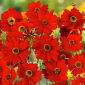 Coreopsis - Amulet - Coreopsis tinctoria - Brilliant Red Blooms with Dark Centres - Fresh Seeds