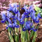 Iris reticulata - 10 kvetinové cibule