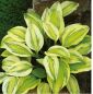 Hosta Captain's Adventure; plantain lily, giboshi