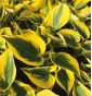 Hosta Autumn Frost; plantainlilje, giboshi